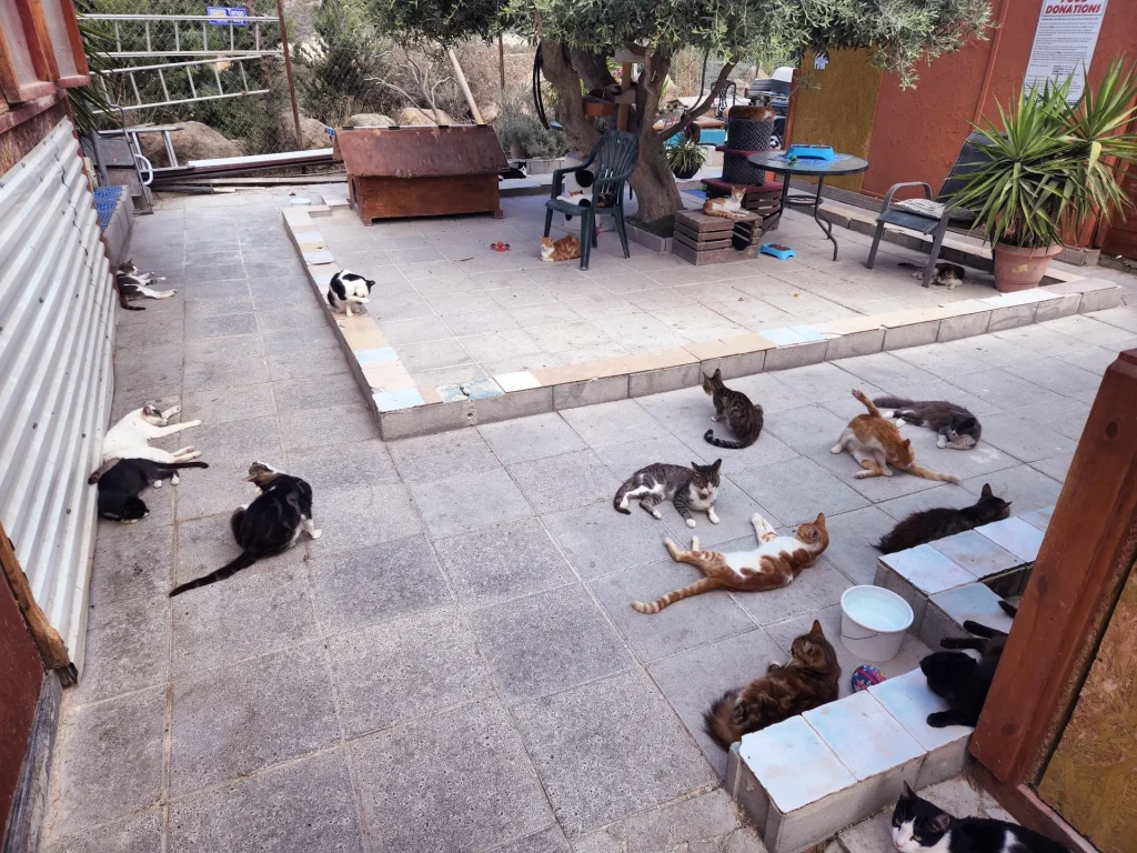 ONG que cuida dos gatos que ficavam em um mosteiro