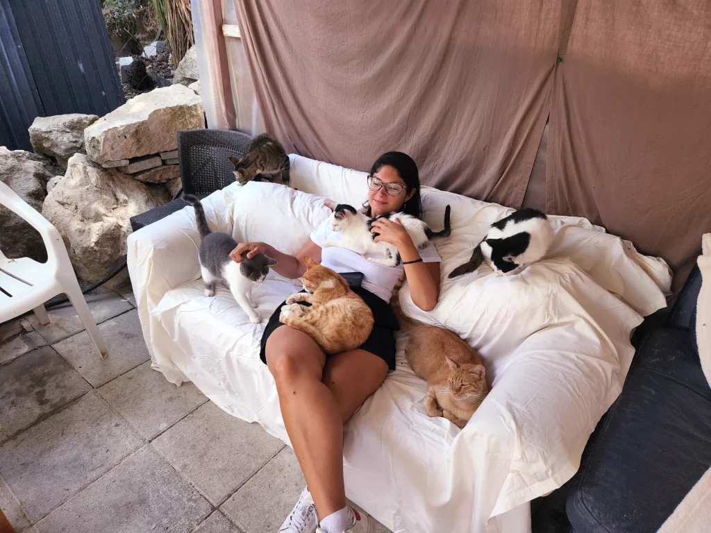 ONG que cuida dos gatos em Pafos Chipre