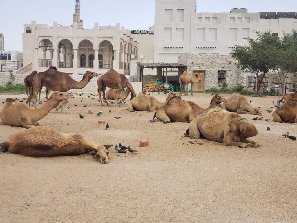 Tem sempre a opção de andar de camelo