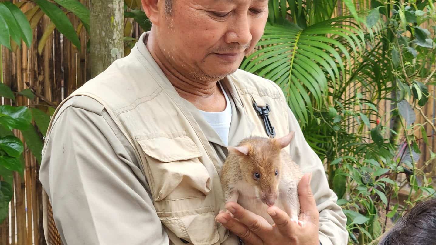O que fazer em Siem Reap - Ratos da Apopo