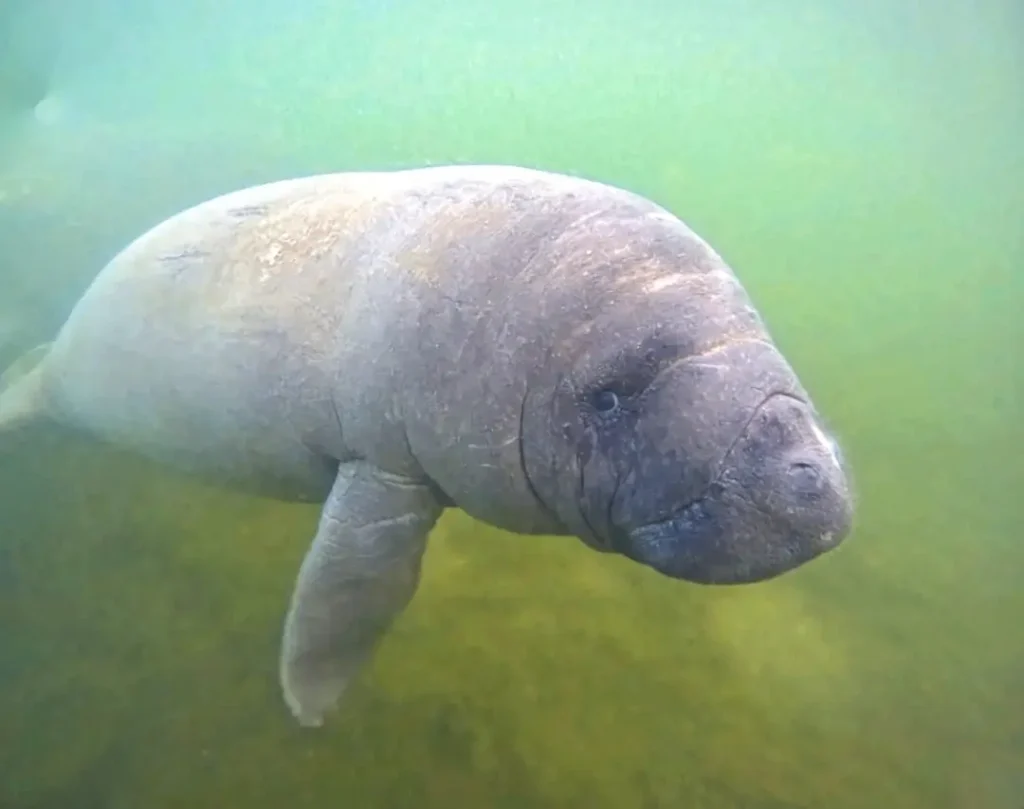 nadar com peixes-boi na florida crystal river